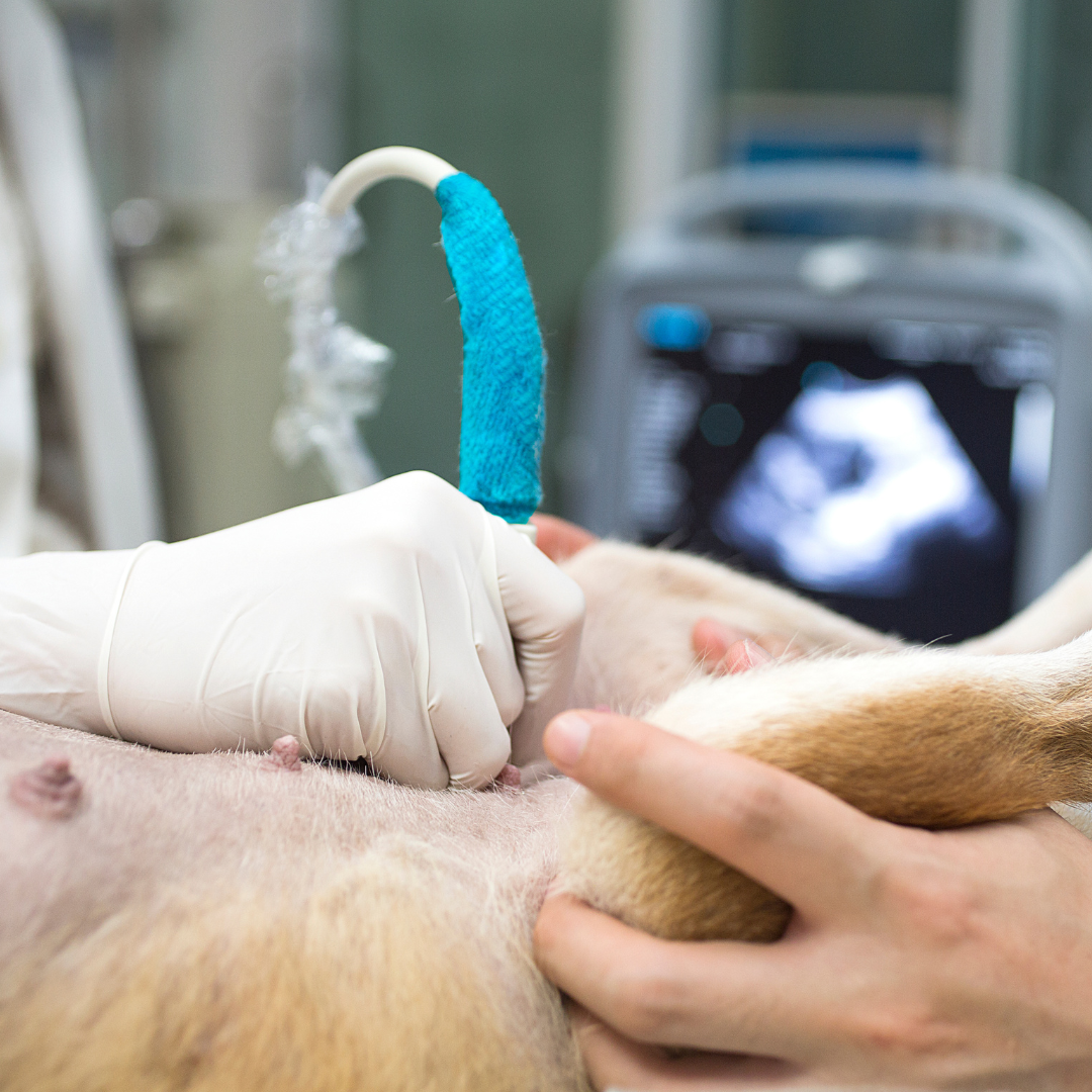 Dog Ultrasound with Leadon Vale Stem Cell Centre
