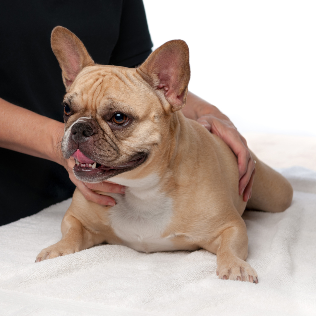 Dog massage located near you with Leadon Vale Stem Cell