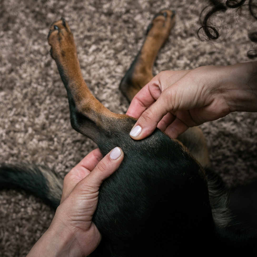 Leadon Vale Stem Cell Dog Massage Service